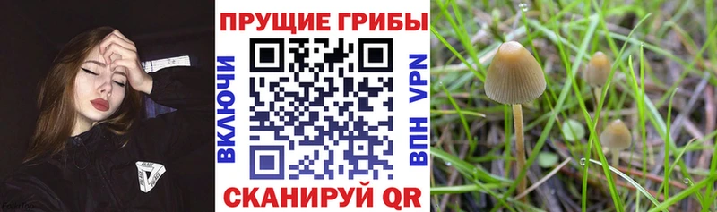мега рабочий сайт  Гулькевичи  нарко площадка формула  Галлюциногенные грибы Psilocybe 